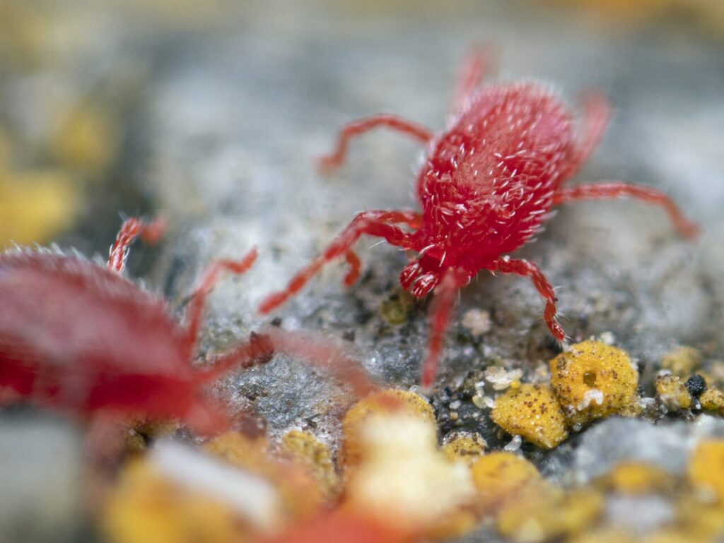 Acarien rouge des murs