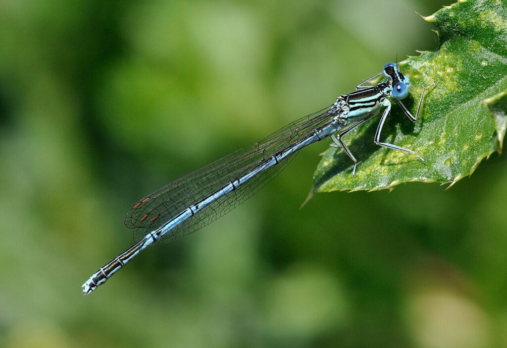 Agrion à larges pattes