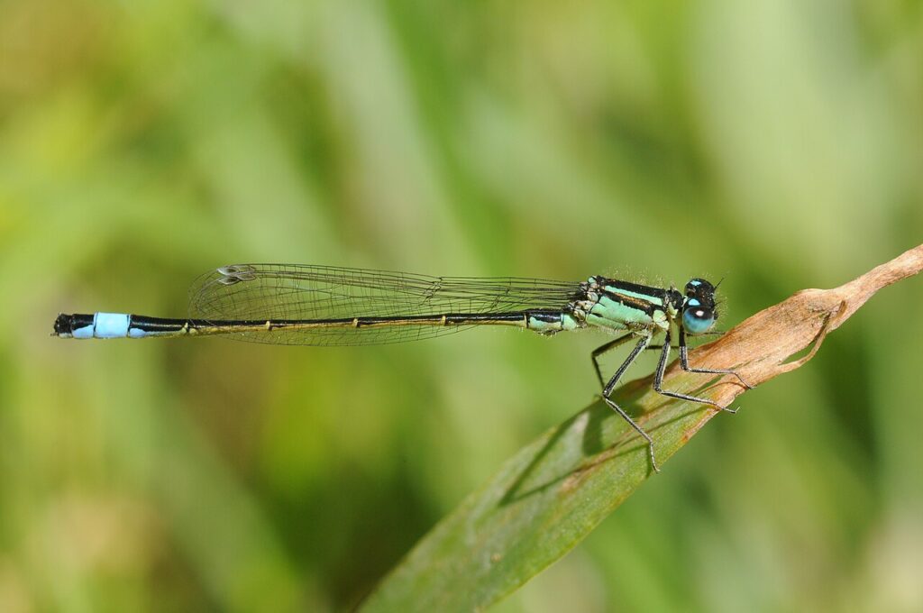 Agrion élégant