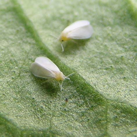 Aleurode des serres