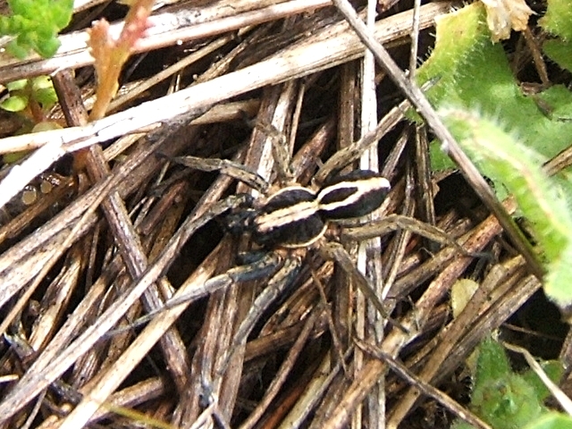 Alopecosa cuneata