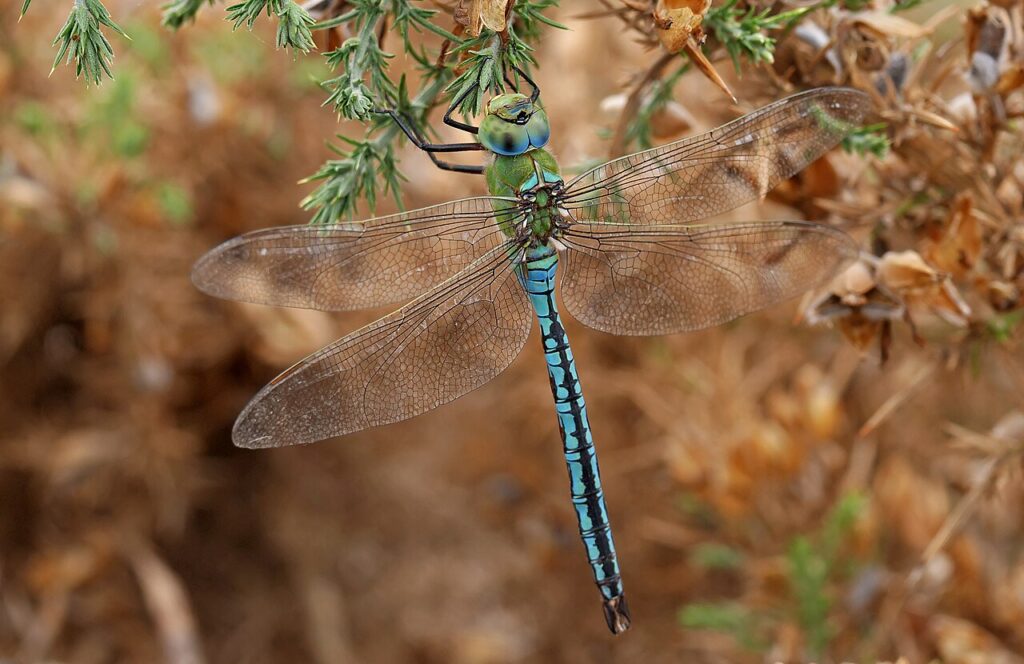 Anax empereur