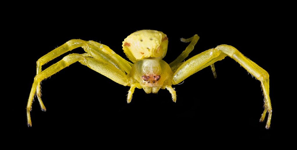 Araignée-crabe variable