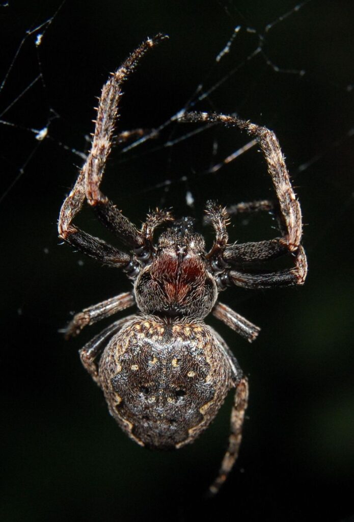 Araignée des fissures