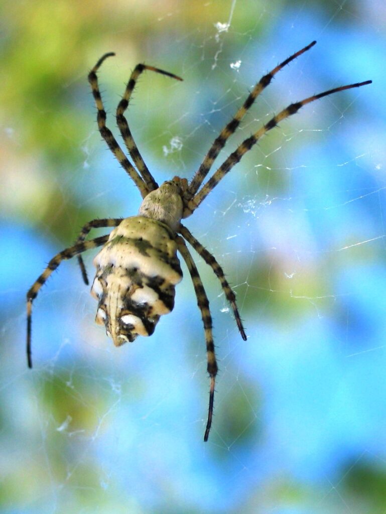 Argiope lobée