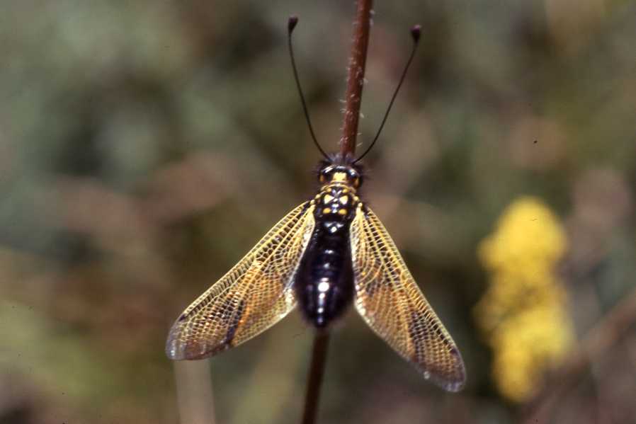 Ascalaphe ambré