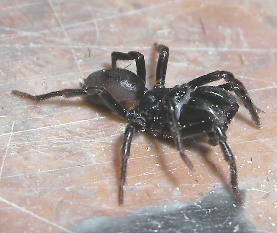 Atypus affinis