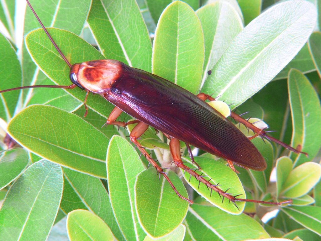 Blatte américaine