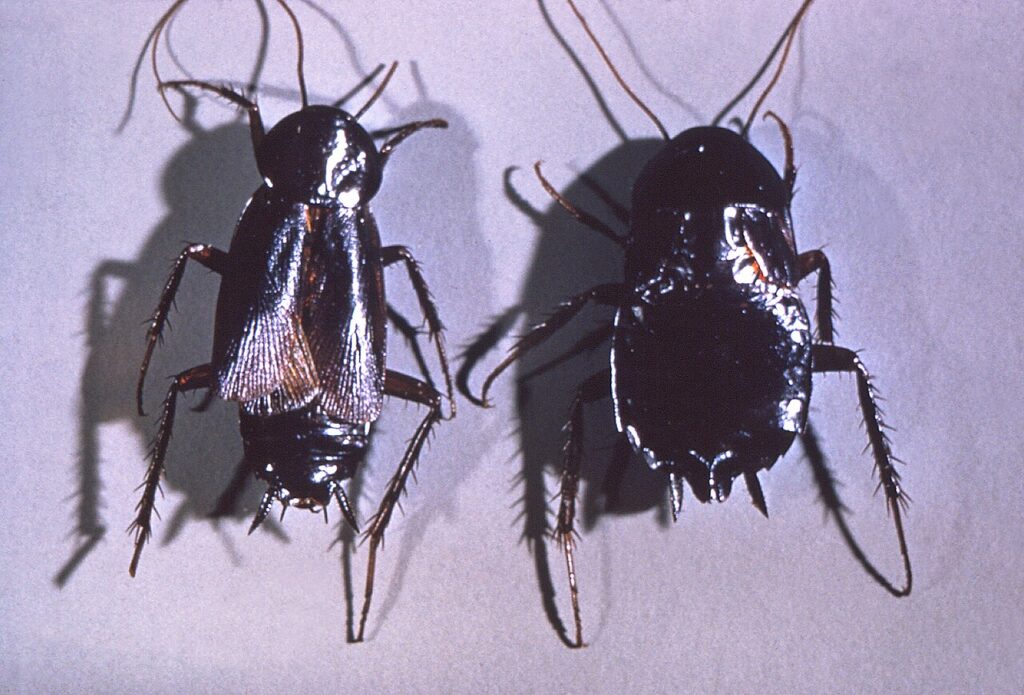 Blatte orientale