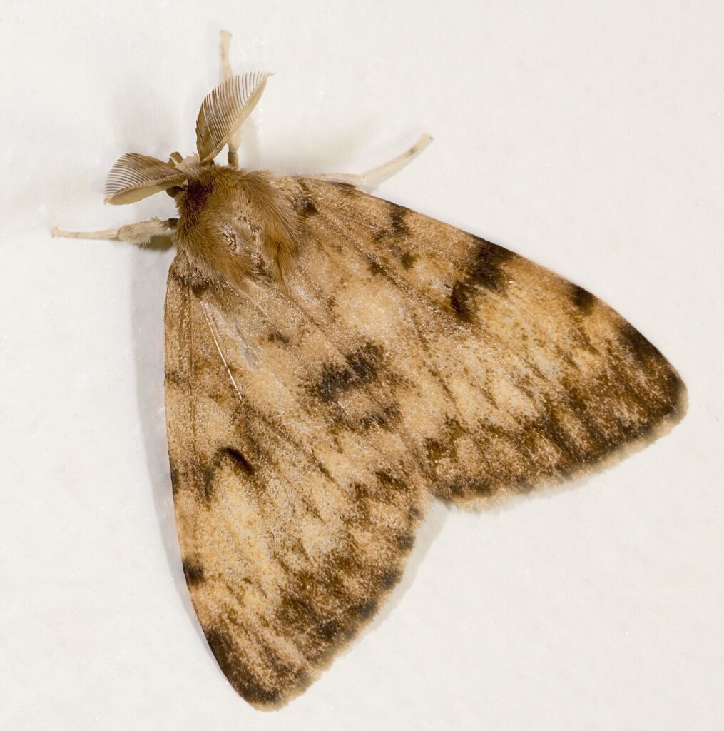 Bombyx disparate