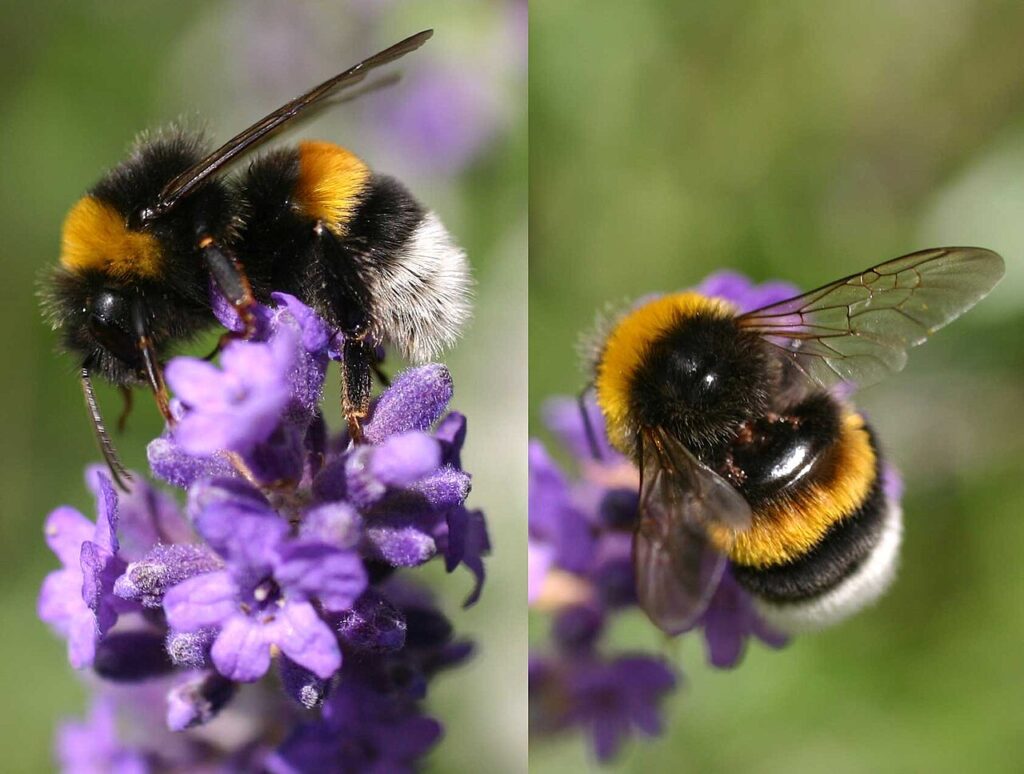 Bourdon terrestre