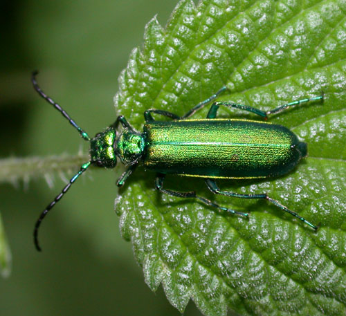 Cantharide officinale