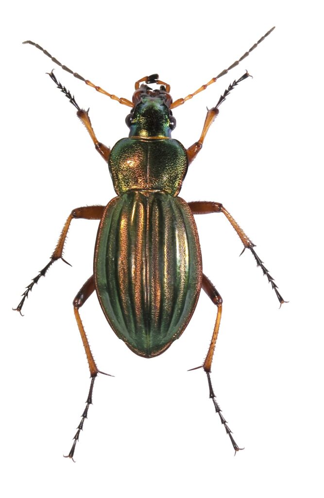 Carabe doré