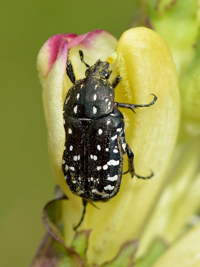 Cétoine grise
