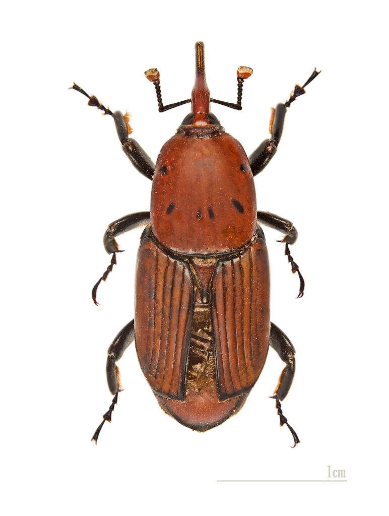 Charançon rouge du palmier