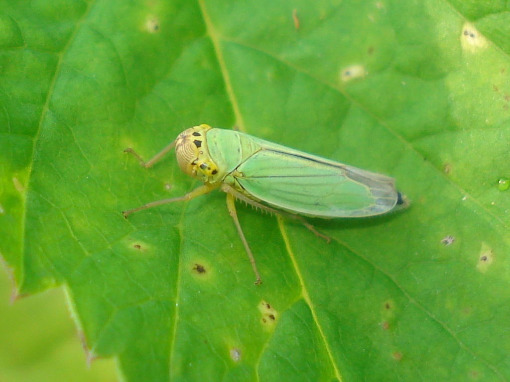 Cicadelle verte