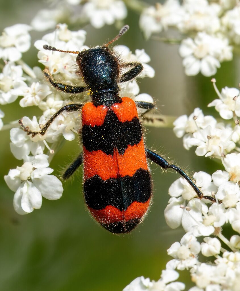 Clairon des abeilles