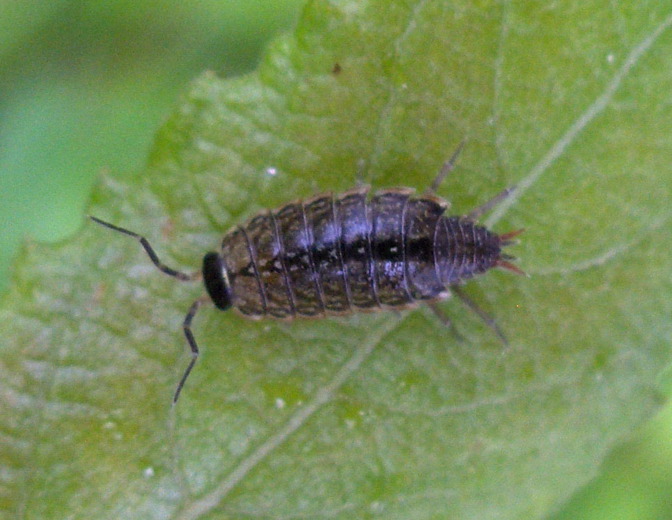Cloporte philoscie