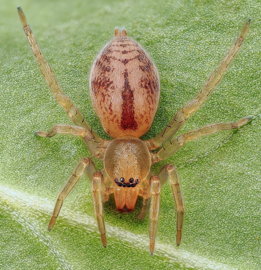 Clubiona comta