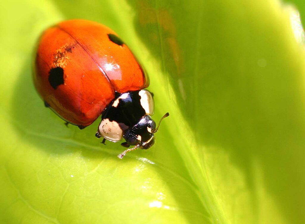 Coccinelle à deux points