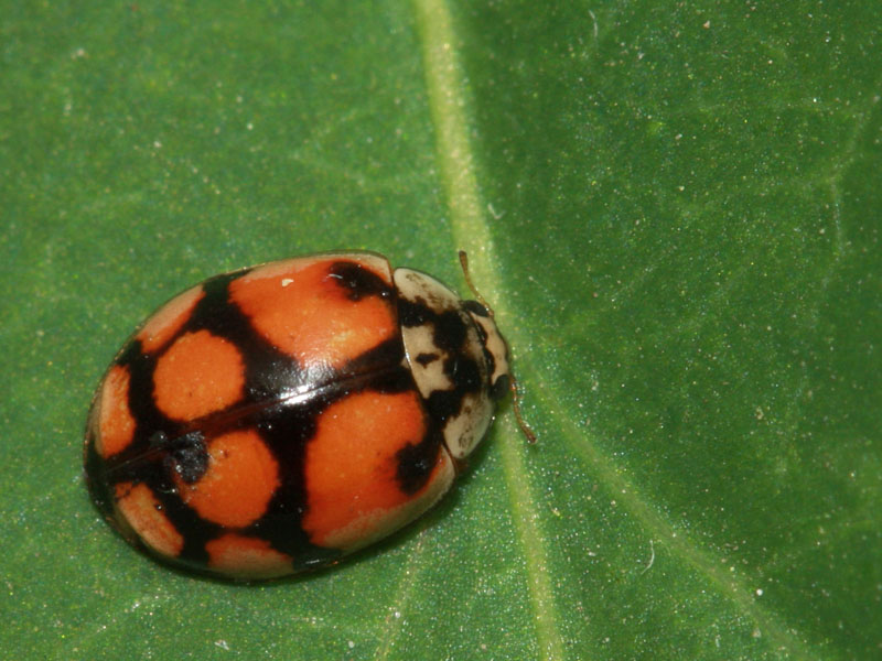 Coccinelle à dix points