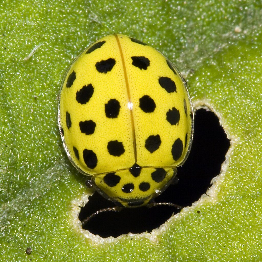 Coccinelle à vingt-deux points