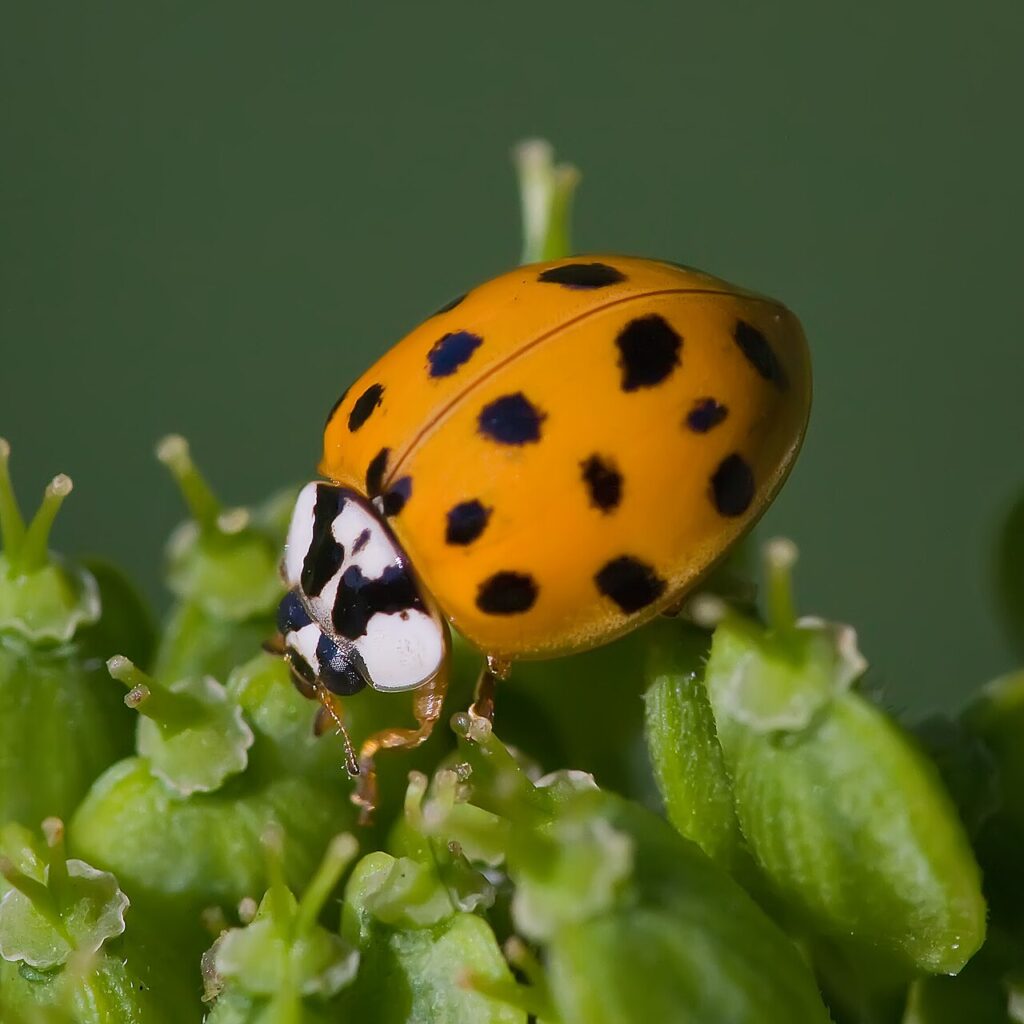 Coccinelle asiatique