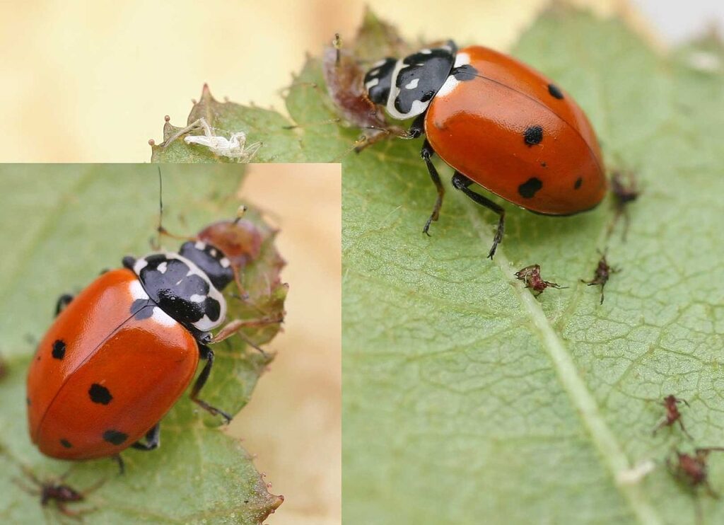 Coccinelle des friches