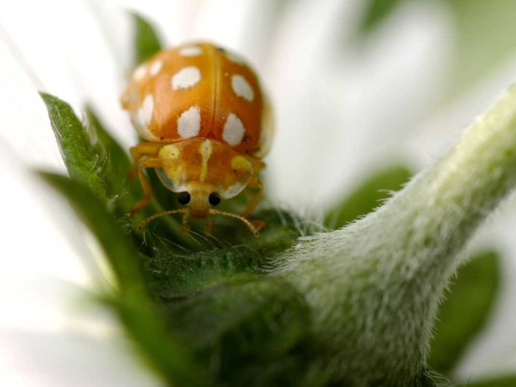 Coccinelle orange