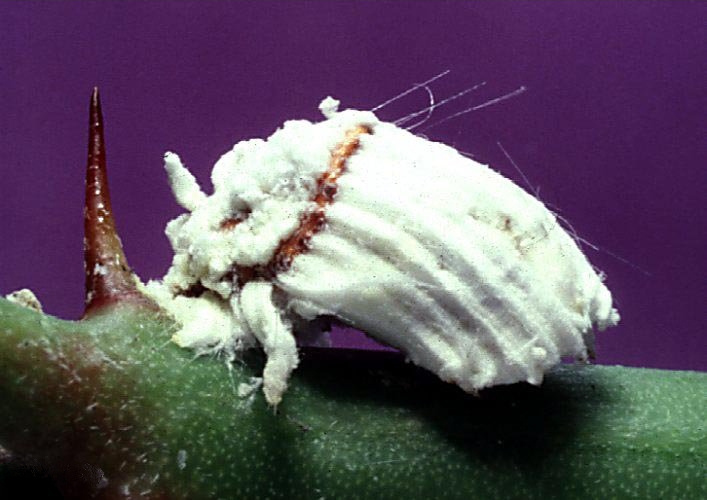 Cochenille australienne