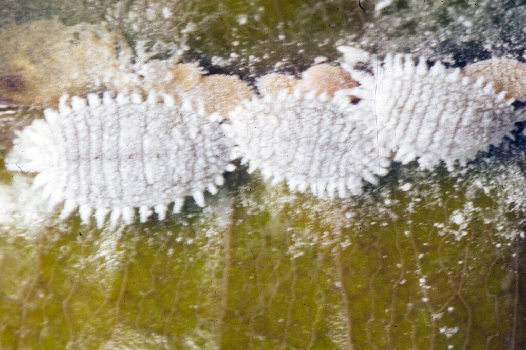 Cochenille farineuse