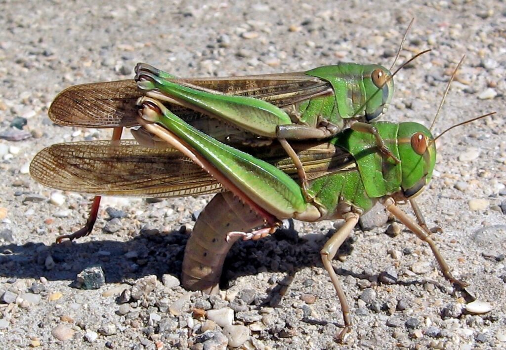 Criquet migrateur