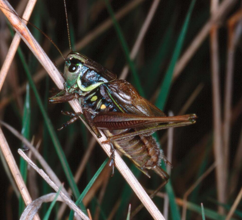 Decticelle bariolée