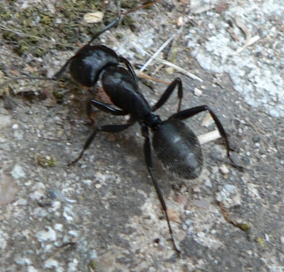 Fourmi noire des bois