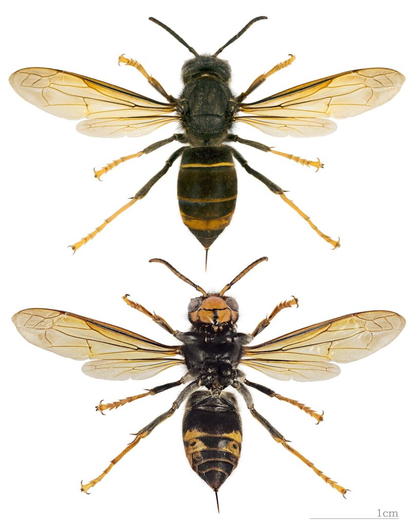 Frelon asiatique