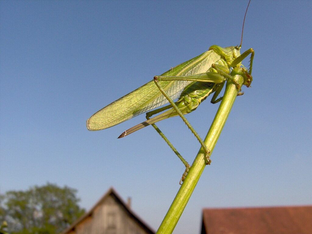 Grande sauterelle verte