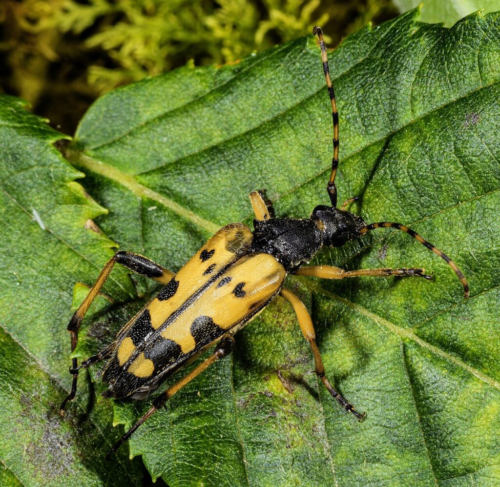 Lepture tachetée