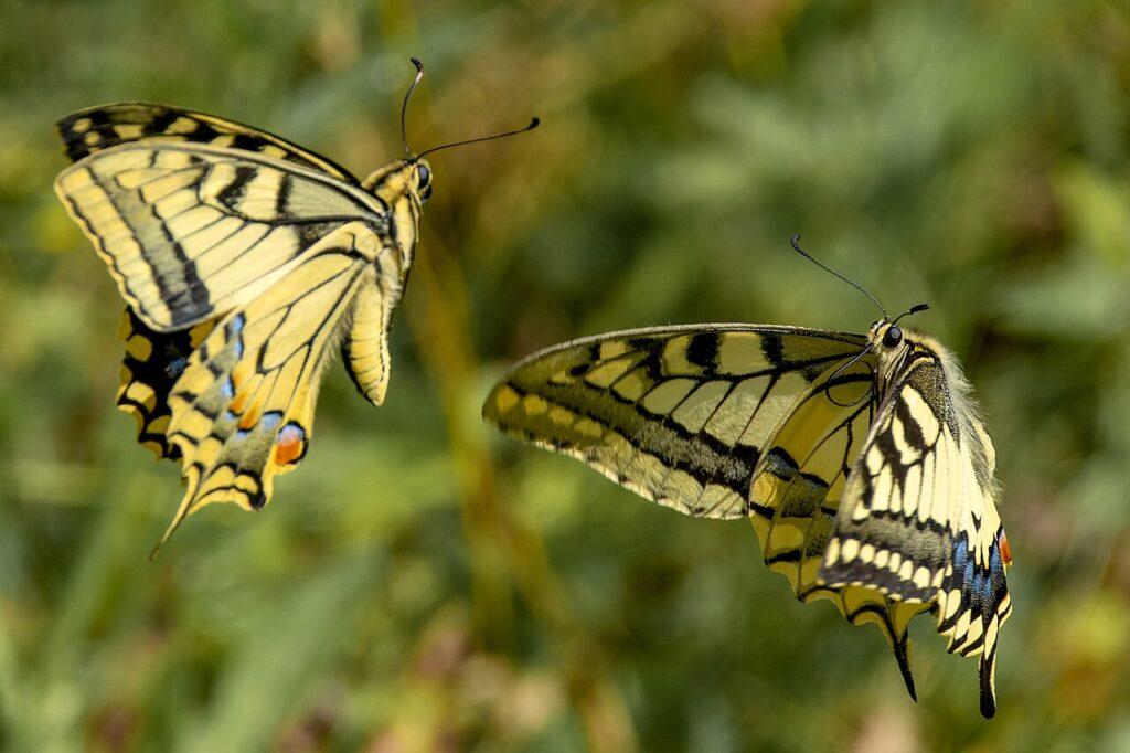 Machaon