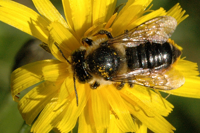Mégachile du rosier