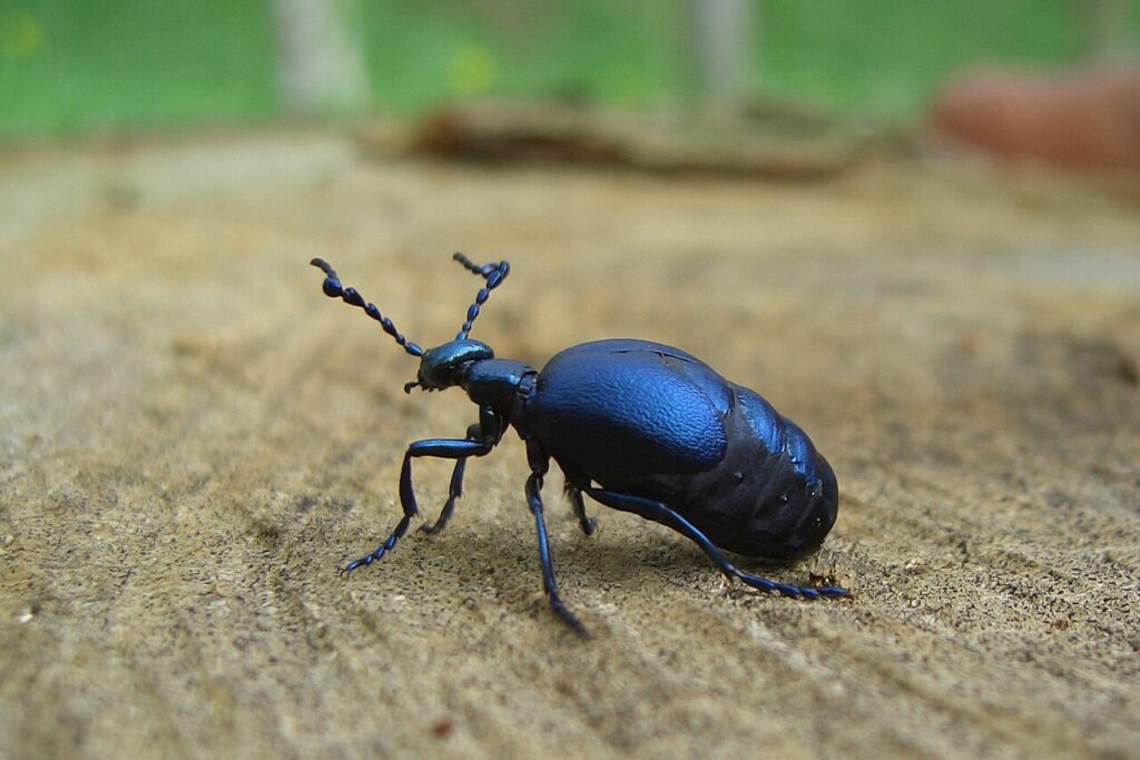 Méloé violet - Meloe violaceus