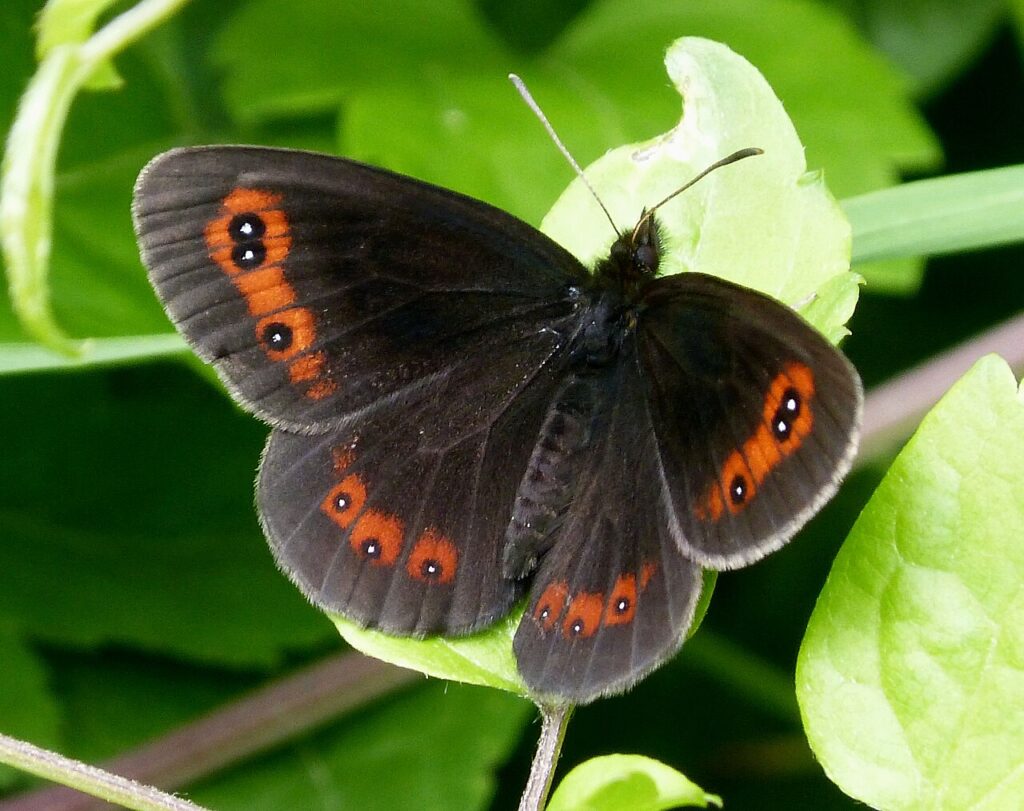 Moiré sylvicole