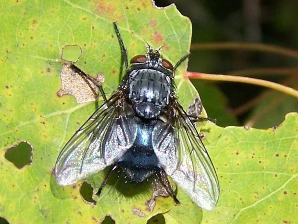 Mouche bleue