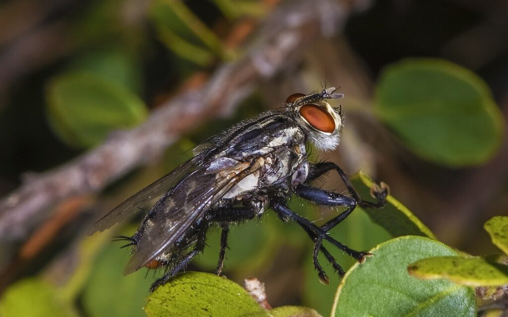 Mouche damier