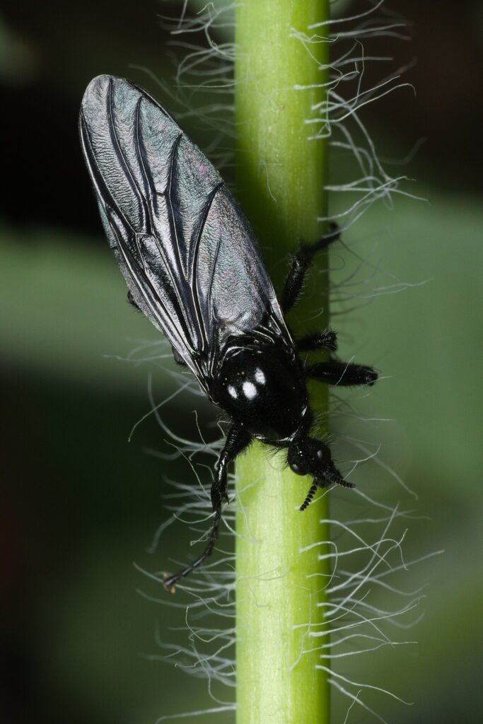 Mouche de Saint-Marc