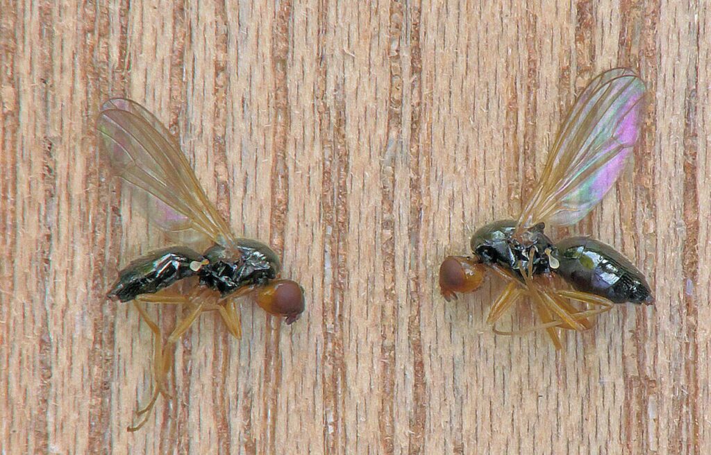 Mouche de la carotte