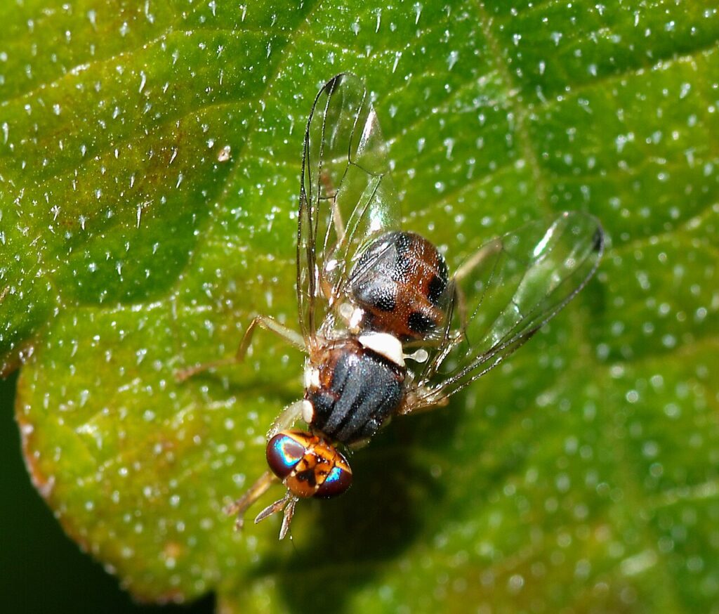 Mouche de l’olive
