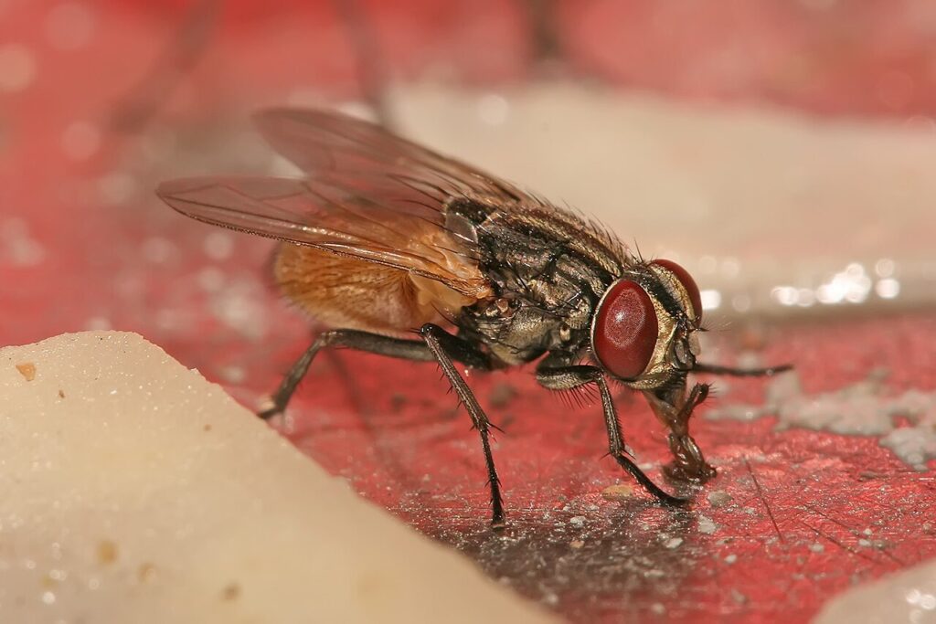 Mouche domestique
