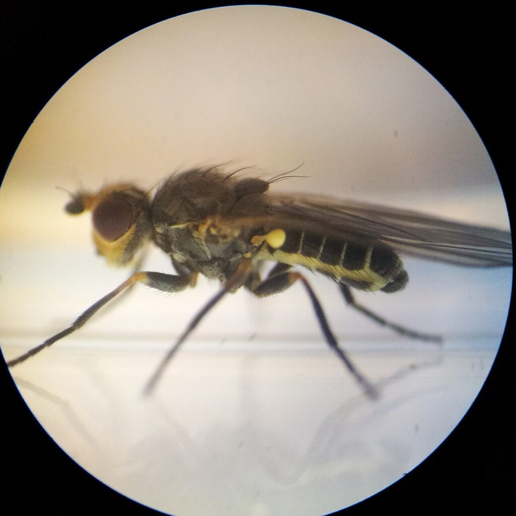 Mouche mineuse du poireau