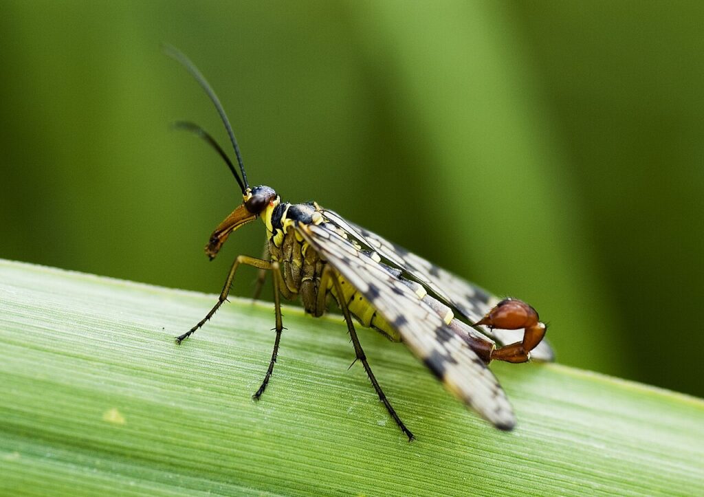 Mouche scorpion