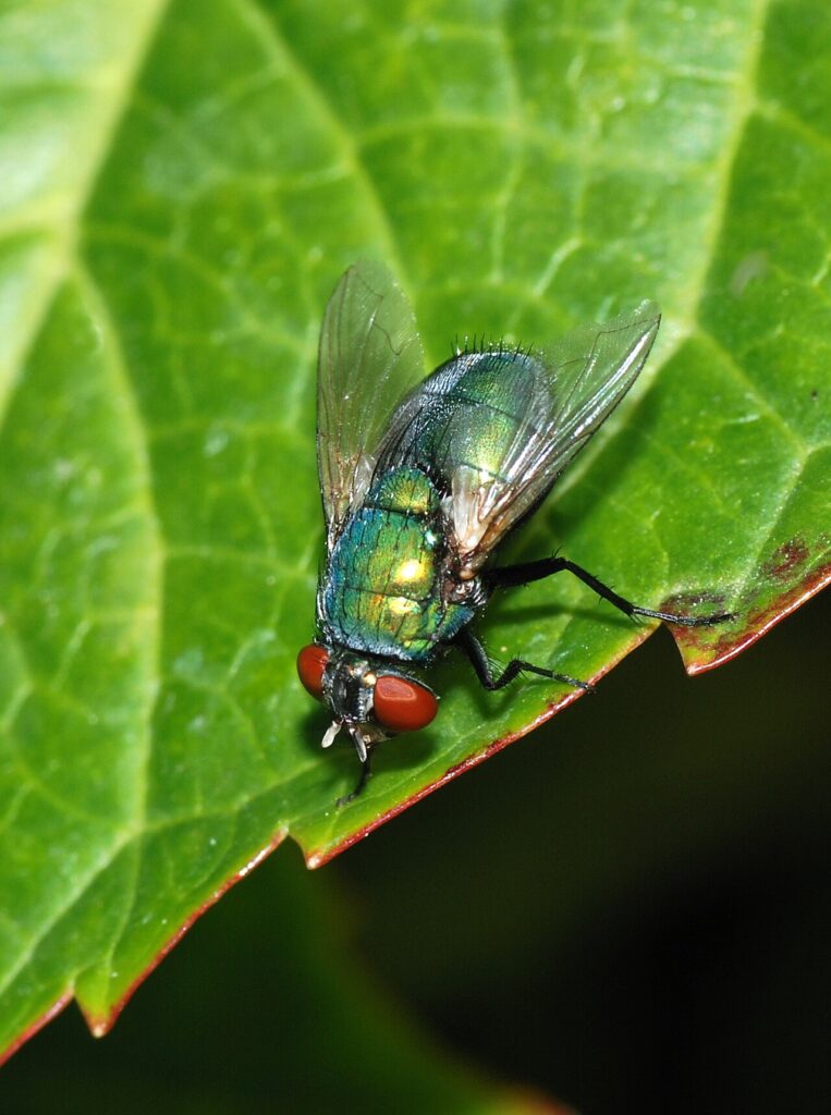 Mouche verte